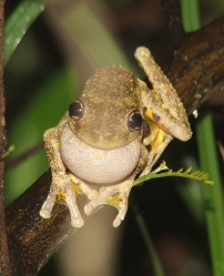 enerald spotted
                          tree frog