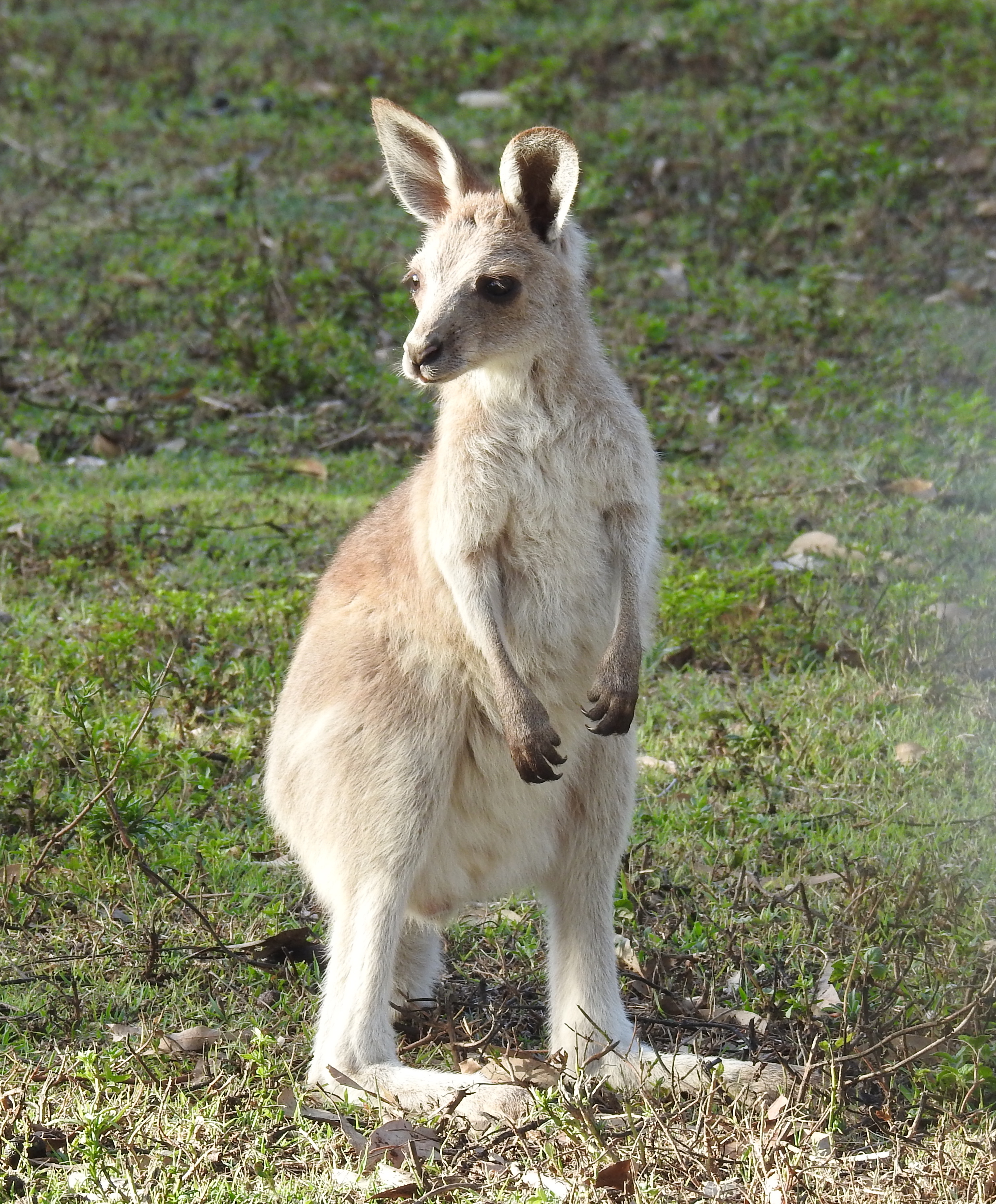 Eastern grey
                  kangaroo joey