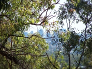viewing
                                                          Brisbane from
                                                          Toohey Forest