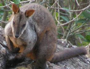 brush-tailed rock wallaby