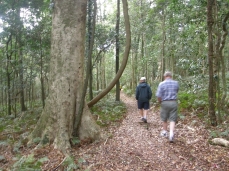 walking in
                        the Bunya forest