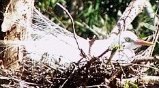 egret
                        on nest