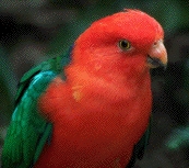 king
                                                          parrot