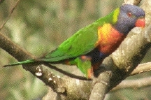 rainbow
                                            lorikeet