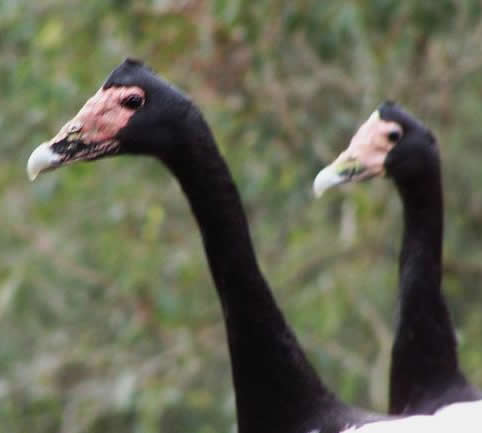 magpie
                        geese