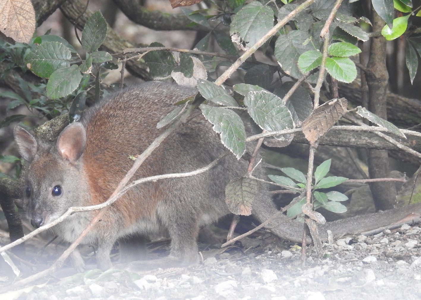 red-necked pademelon