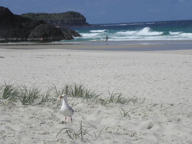 Silver gull on Dreamtime Beach