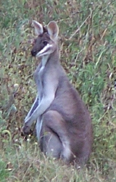 whiptail wallaby