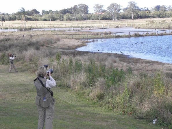 Birdwatching at Eagleby Wetlands