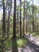 forest at Daisy Hill