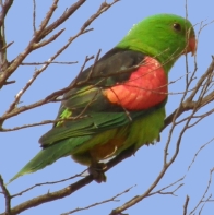 red-winged parrot