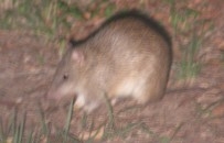 northern brown bandicoot
                  on Russell Island