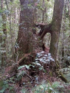 Antarctic
                  beech tree in cool temperate rainforest