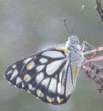 caper
                        white butterfly