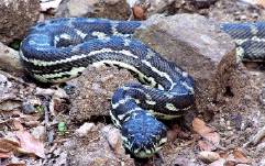 carpet
                  python