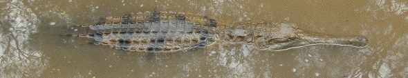 freshwater
                        crocodile