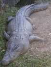 Saltwater crocodile
                            basking