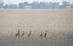 kangaroos near Dalby