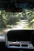 drive
                              through forest