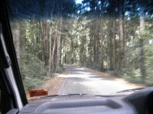 driving through forest