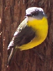 eastern yellow
                          robin