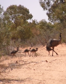 emu
                              chicks