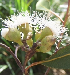 Eucalyptus
                  lossom