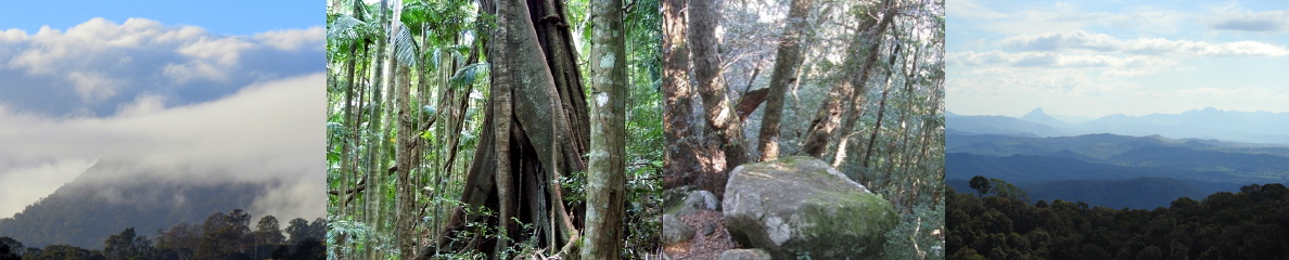 Forests and moutains of southeast
                      Queensland