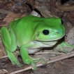 green tree
                    frog