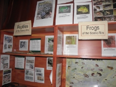 reptiles and frogs