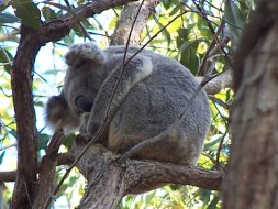 wild koala at Redlands Indigiscapes