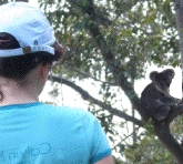 viewing wild koala