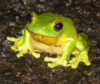 orange-eyed treefrog