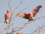 galahs on an outback
          tree