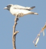 woodswallow