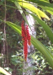palmlily in rainforest