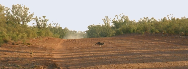 red kangaroo crosses outback road