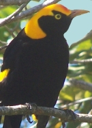 regent
                  bowerbird