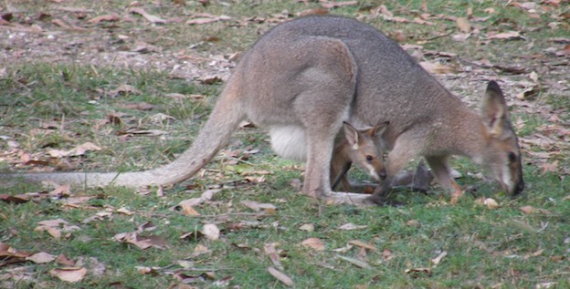 renecked wallaby and joey