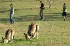 walking past wild kangaroos