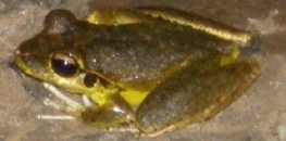 stoney creek frog Litoria leseuri