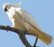 sulphur-crested
                                                          cockatoo
