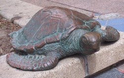 marine
                    turtle sculpture at Gold Coast