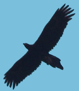 wedge-teailed
                          eagle
