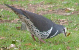 wonga
                  pigeon